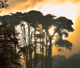 Sunrise view with tree and fog