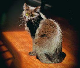 Portrait of a black cat sitting with lights on